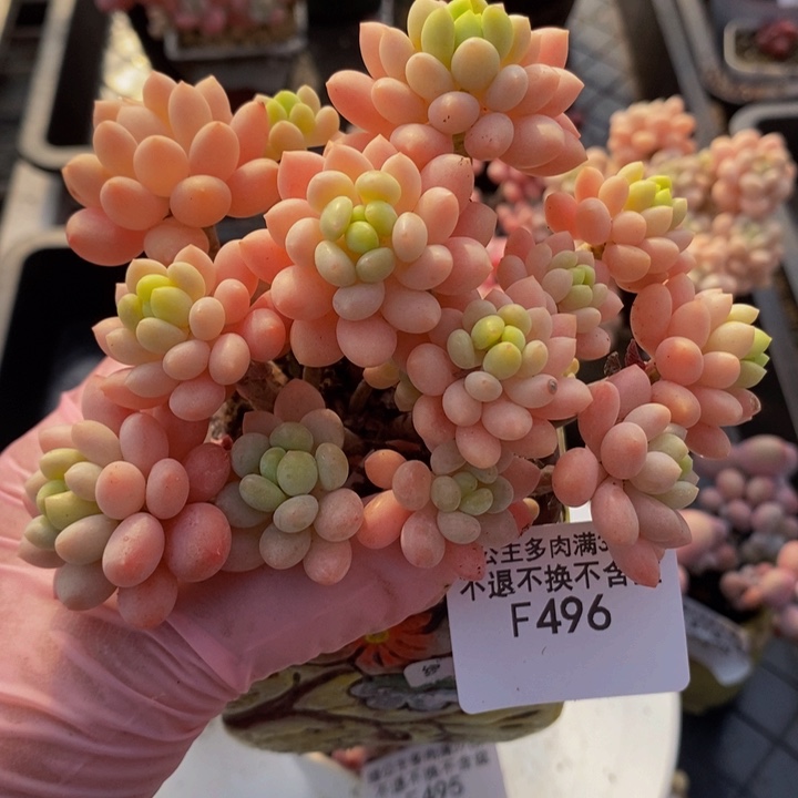 鱼子酱老桩10cm496多肉植物