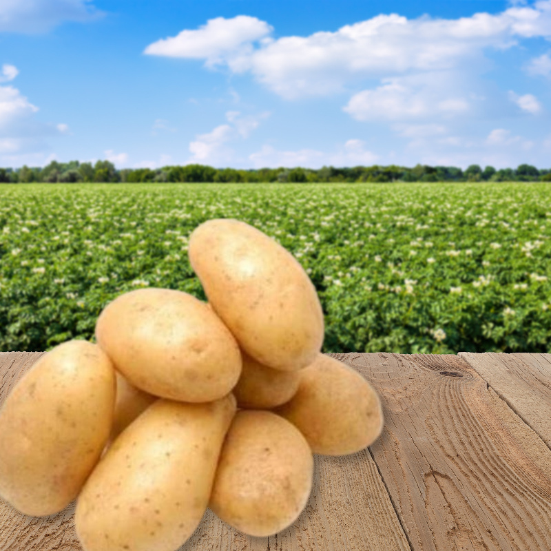 内蒙黄皮黄心土豆软糯香甜当季新鲜蔬菜
