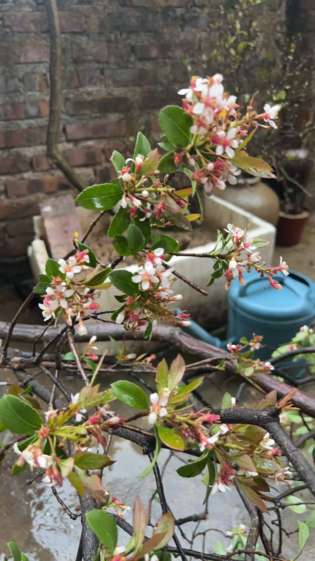 海岛春花，一物一拍