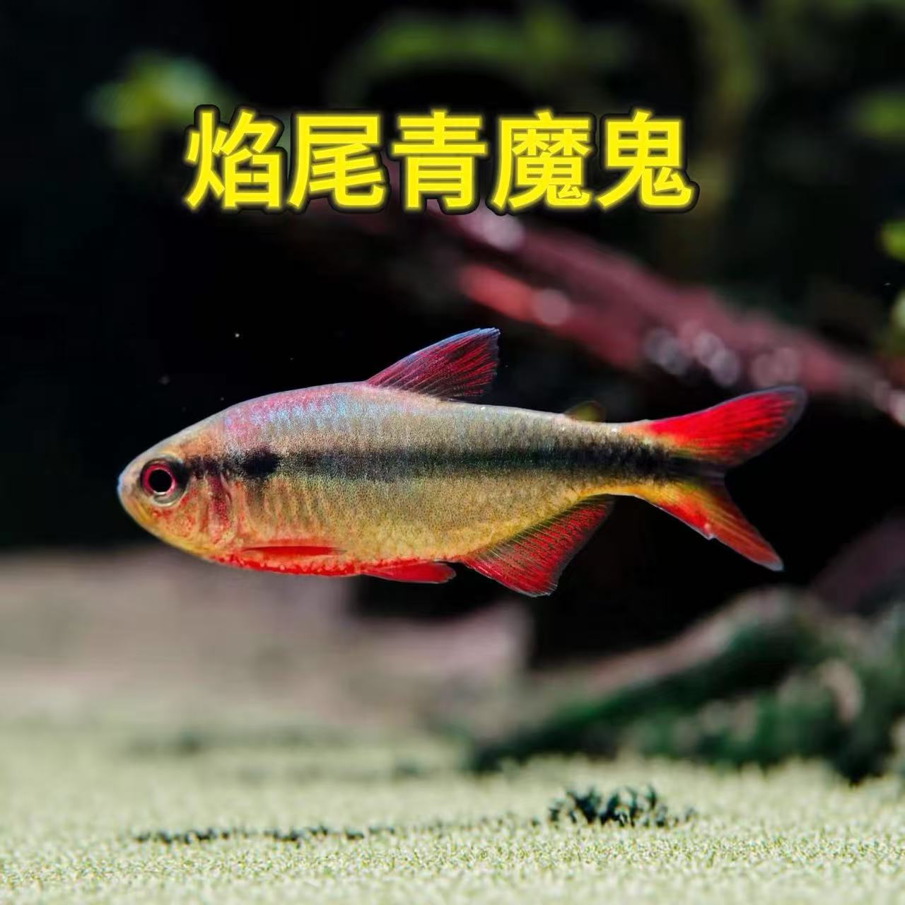 焰尾青魔鬼灯鱼南美黄彩蓝缎带四型