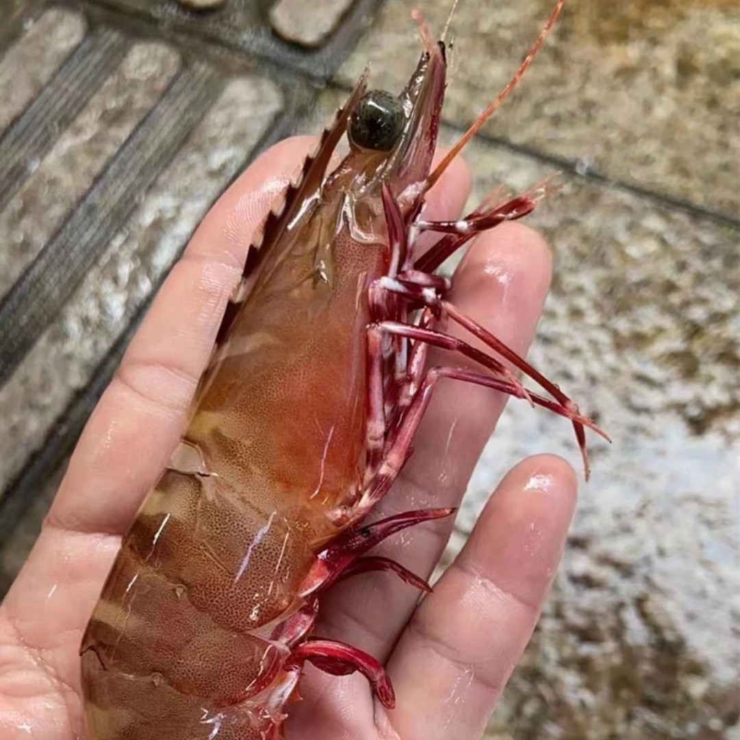 本港野生红爪虾 大丰虾