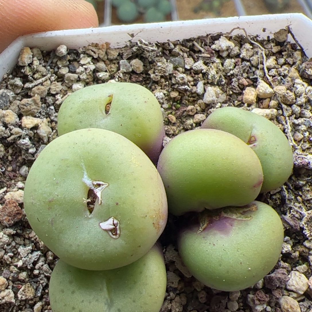 大家过年的23033