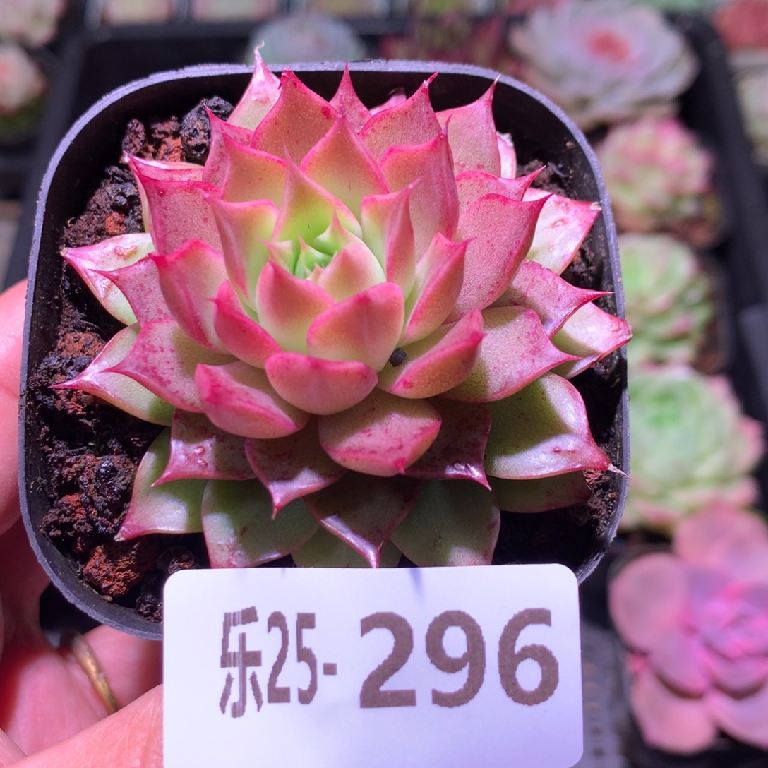 乐然25-296 小海螺 