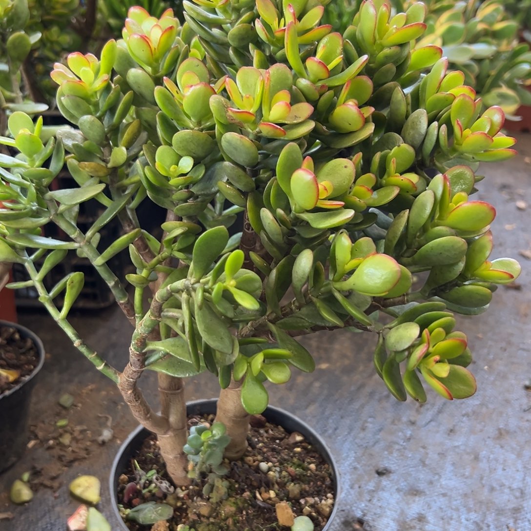 姬红花月一物一拍多肉