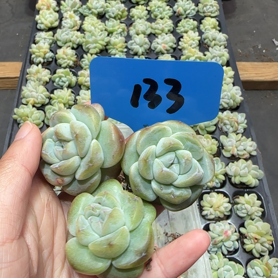 133冰玉3颗哈哈哈哈