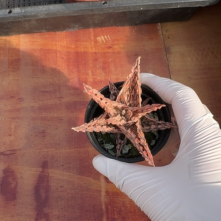 栀**儿芦荟仙人球仙人球