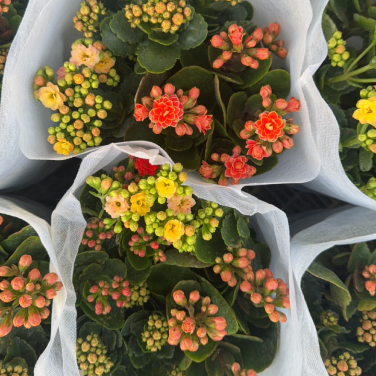长寿花盆栽重瓣大花带花苞花苗四季室内开花好养花卉植物