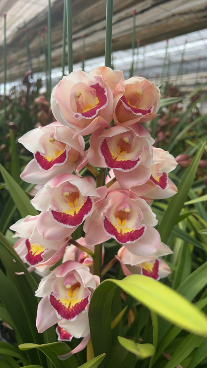 （大花蕙兰福星）带花捡发货，原盆原土发货，阳台客厅花卉