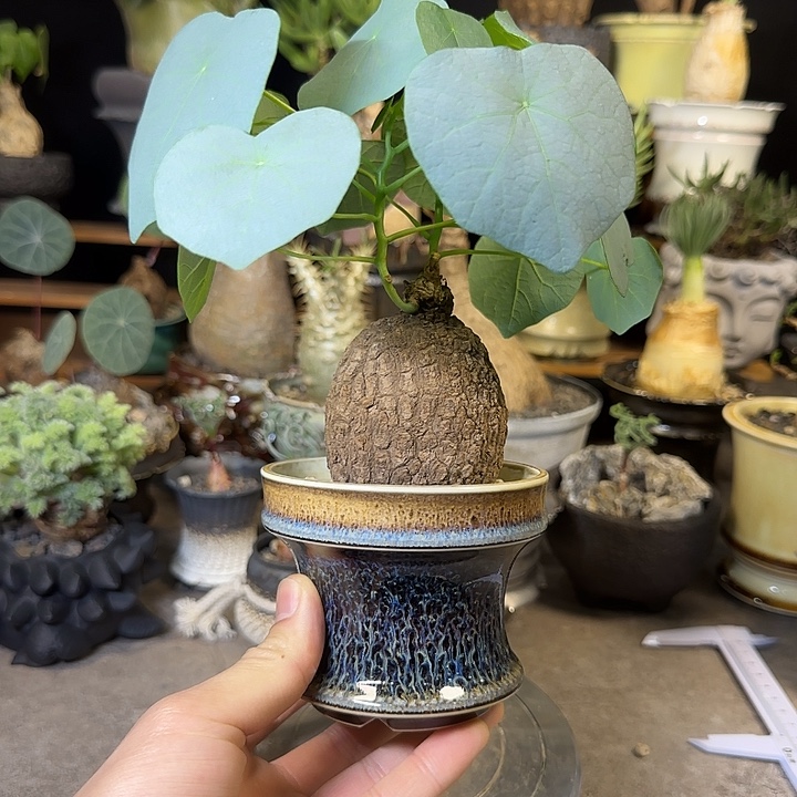 一物一拍老家龙甲龟230