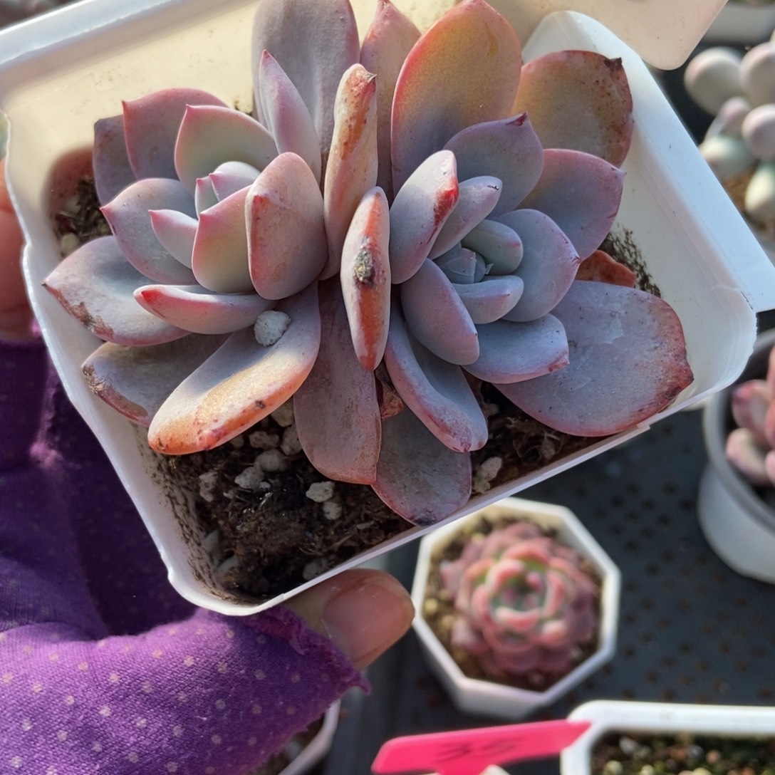 953奶茶多肉植物多肉