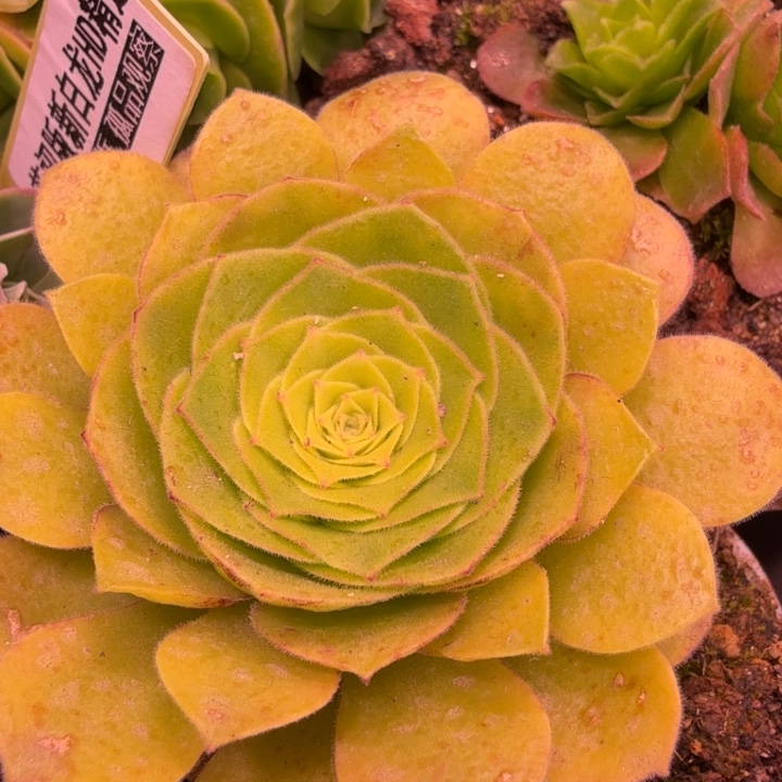 HD629  飞天 惊鸿  