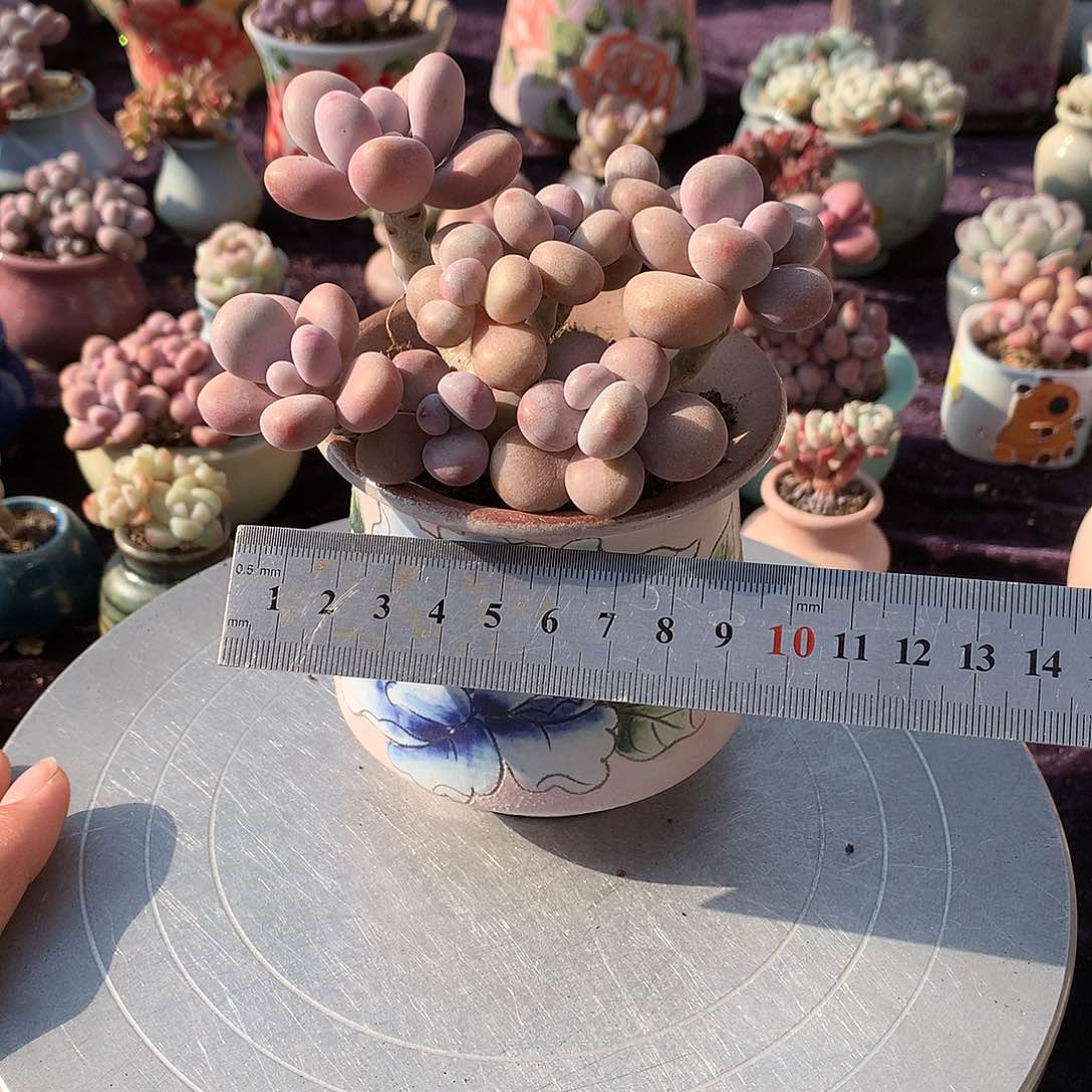 38号带盆偏远地区不包邮的