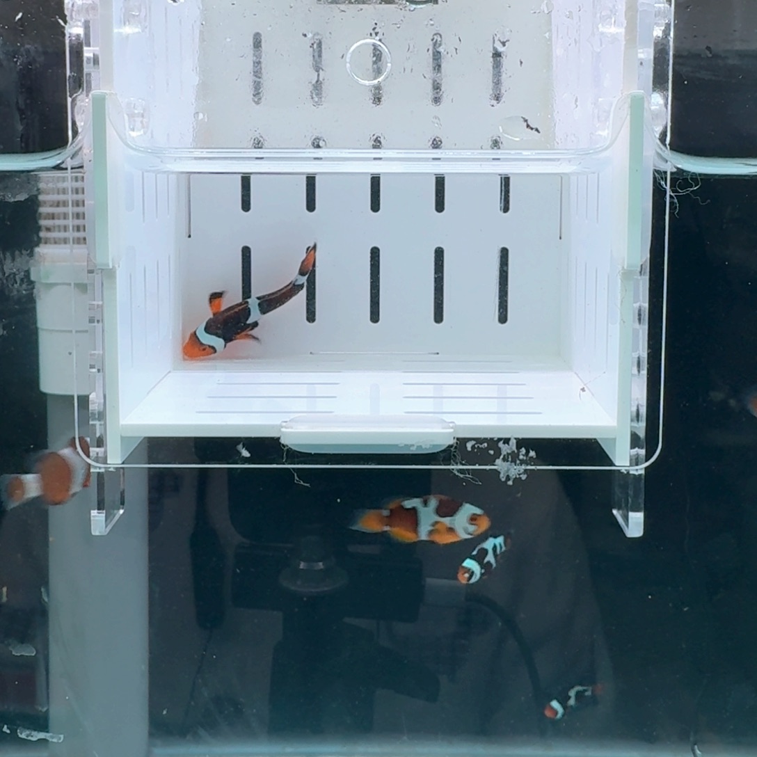 海水鱼4厘米黑背心一条