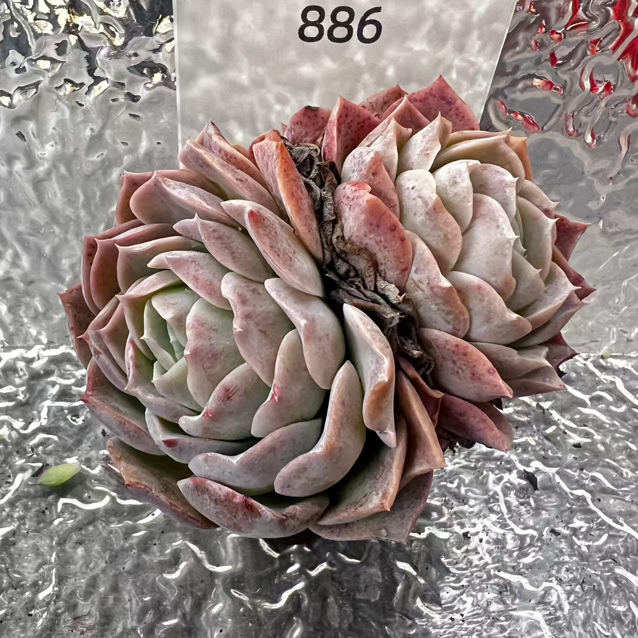 【直播专享】无土多肉--大桩36（1颗/不含盆）