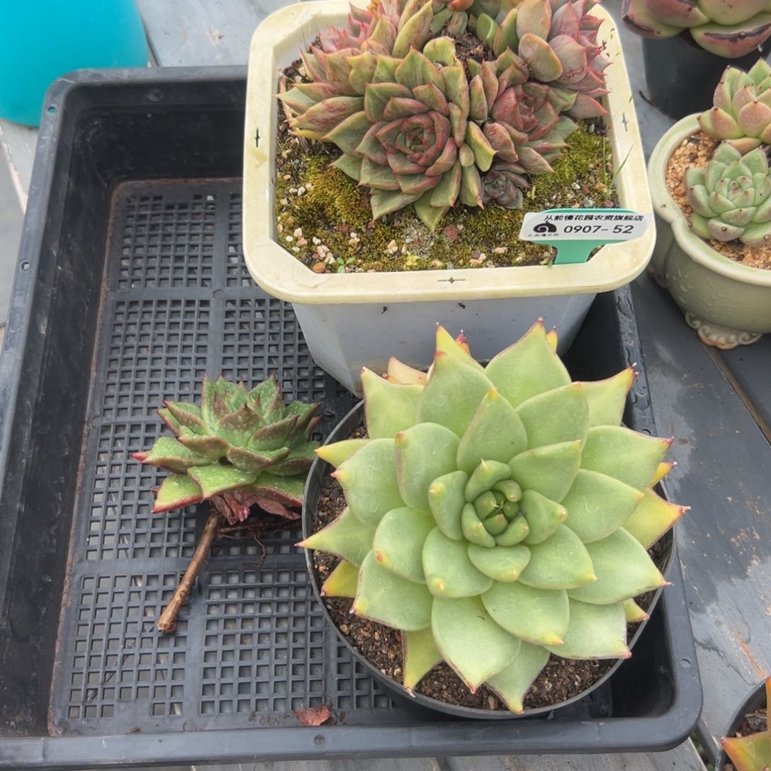 多肉一物一拍0907-52