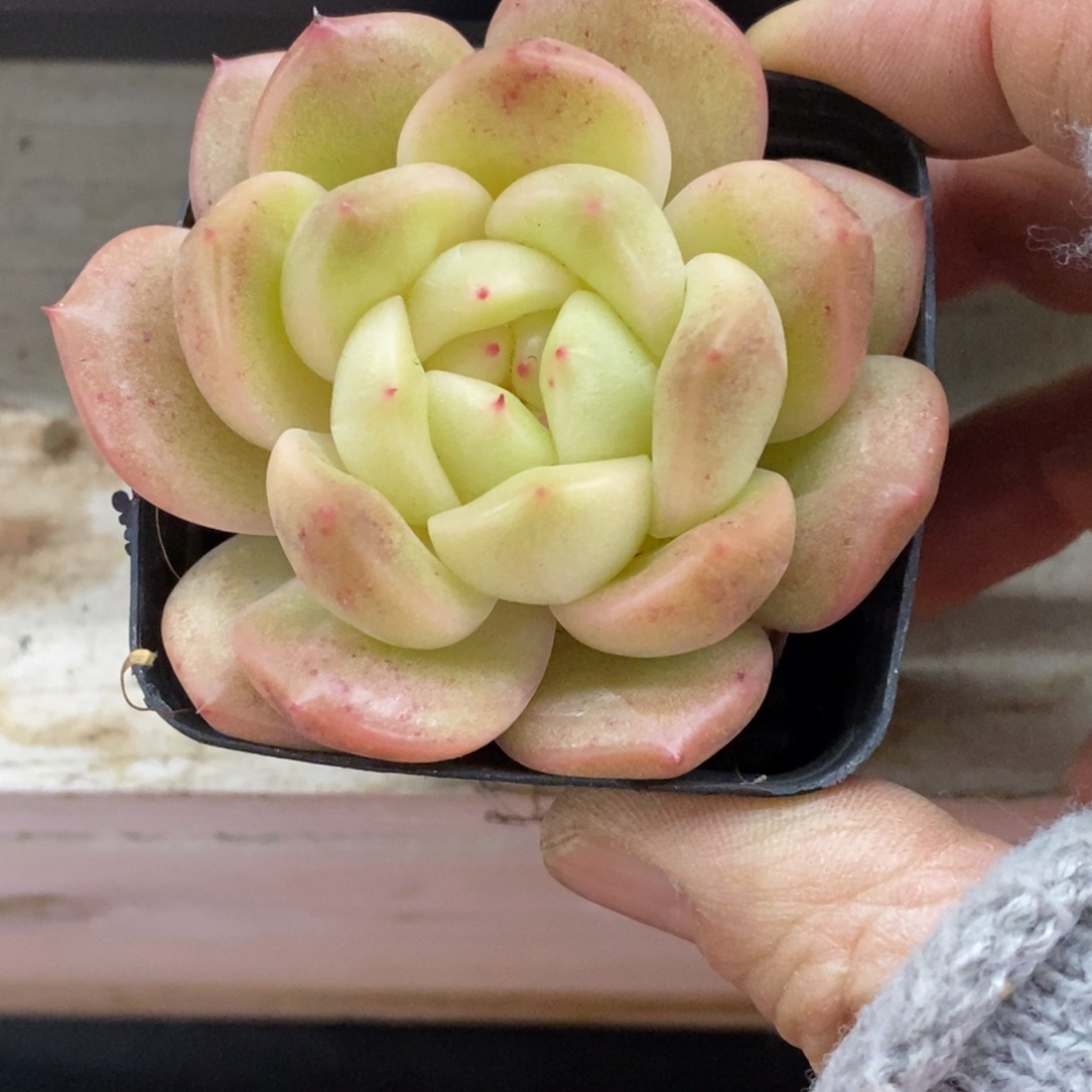 精品多肉一物一拍不包整381