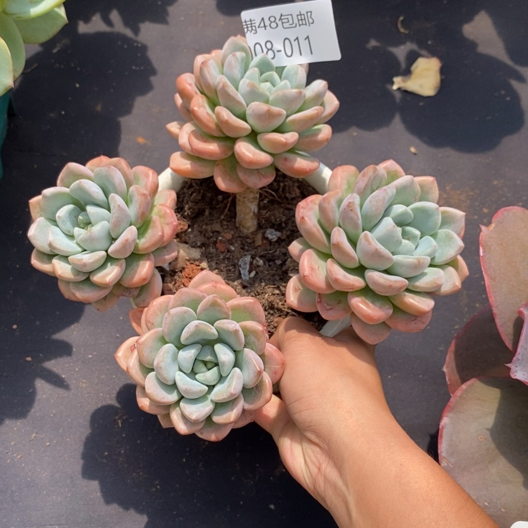 夏悦多肉907-11白鹭