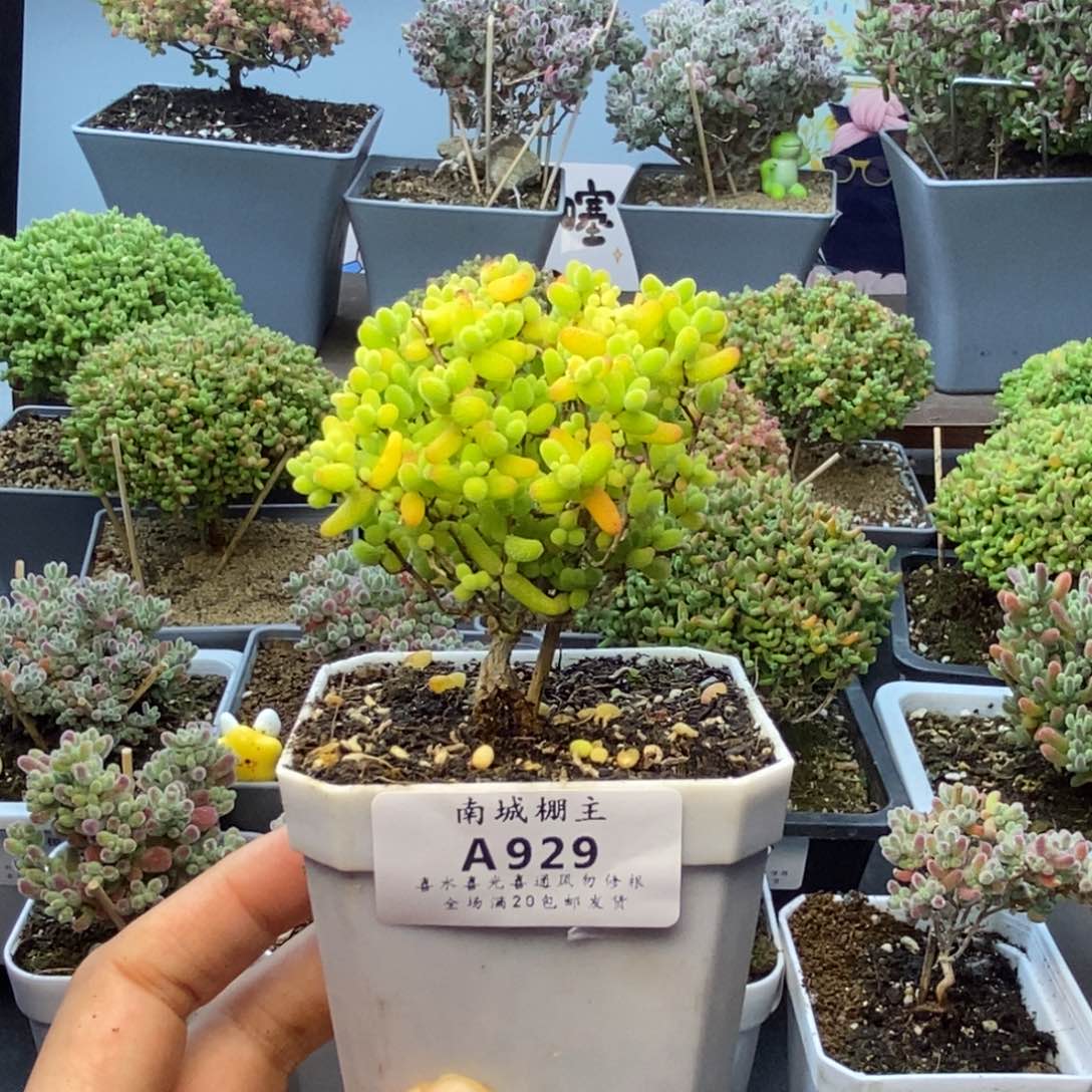 929提根金桔糖球枝干番杏