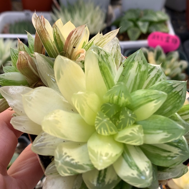 花火玉露锦带盆土发货