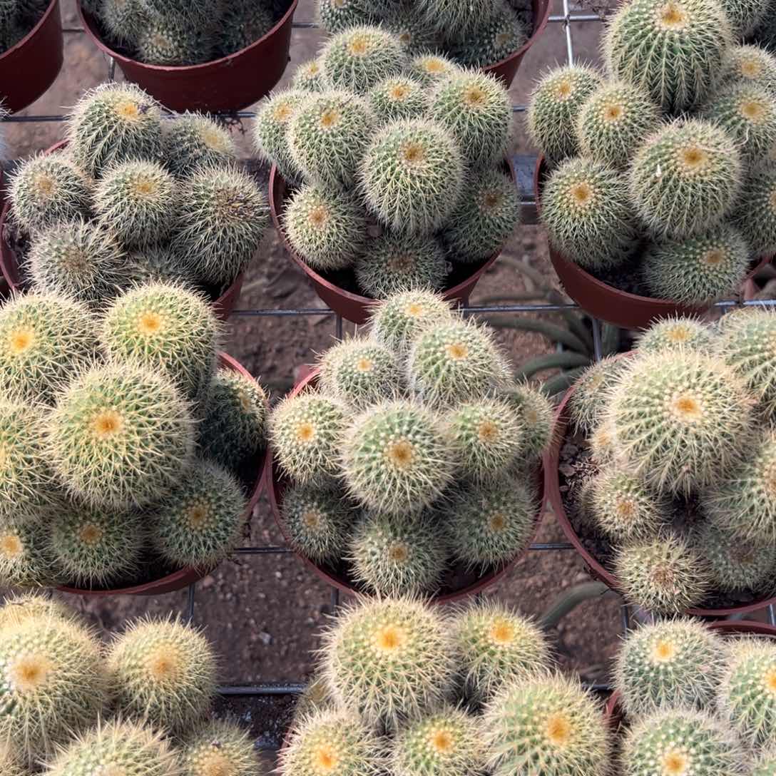 金冠随机一颗。   