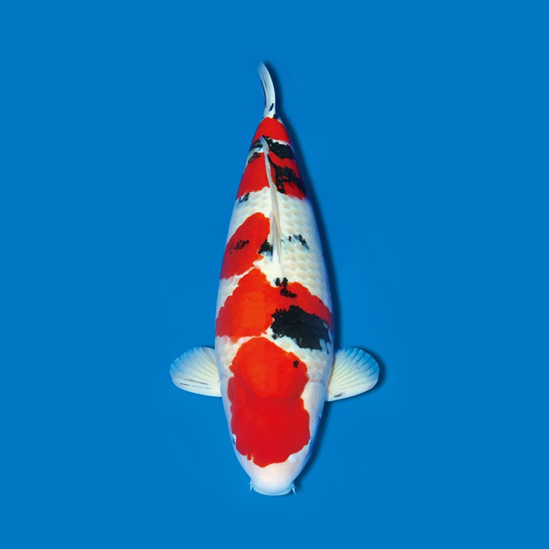 血统锦鲤活体淡水观赏鱼红白昭和绯写白写