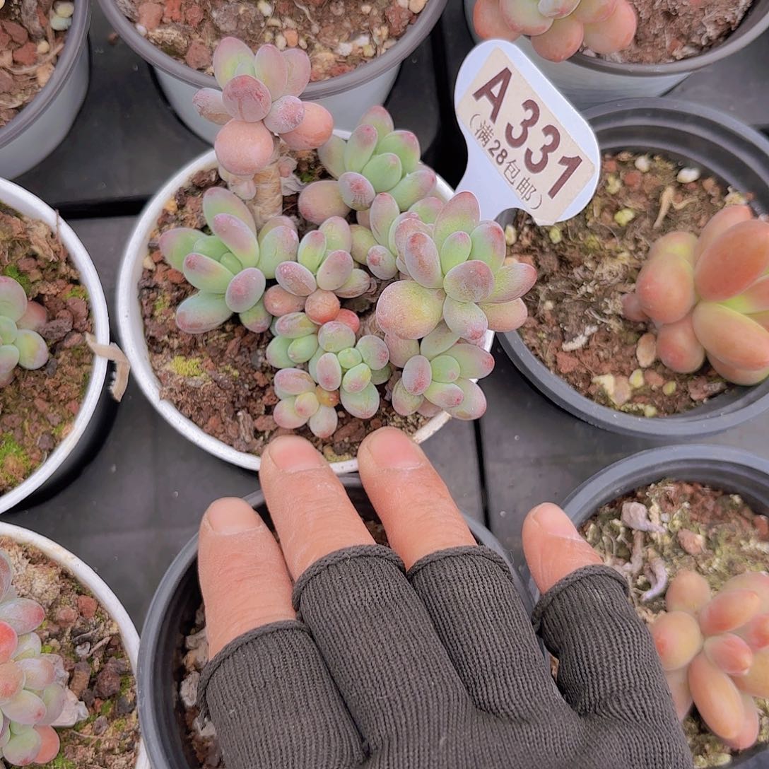 A331苹果奶一物一拍多肉