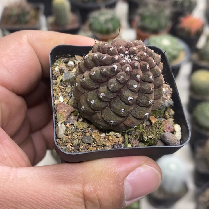蜥蜴皮特价福利包邮