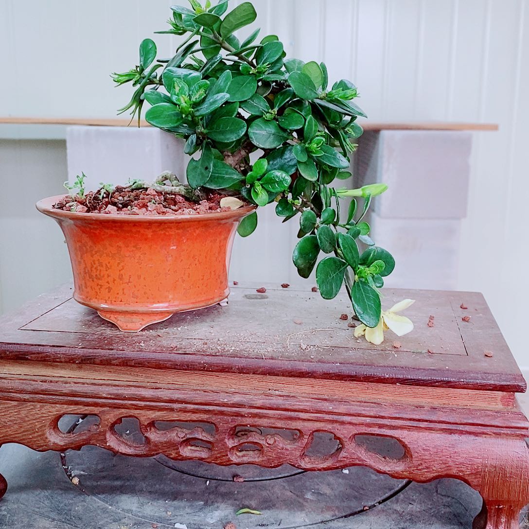 全部花苞❻*⑥海岛