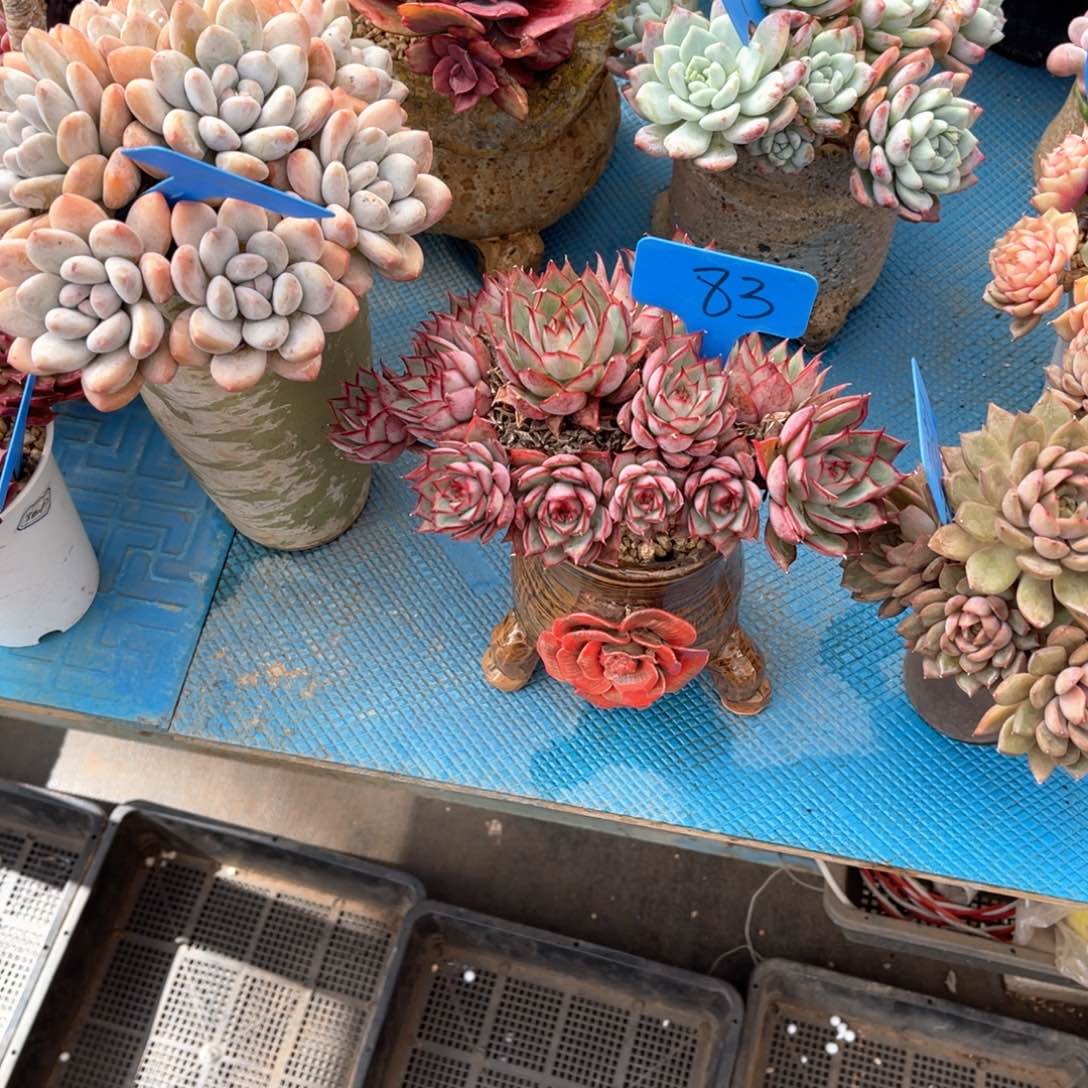 男****）0083宝莲灯多肉