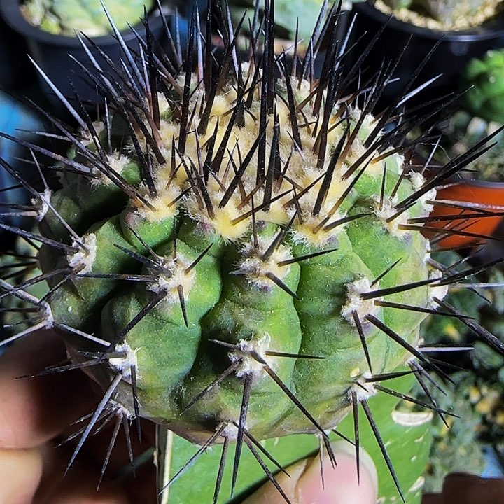 黑王356仙人球开花