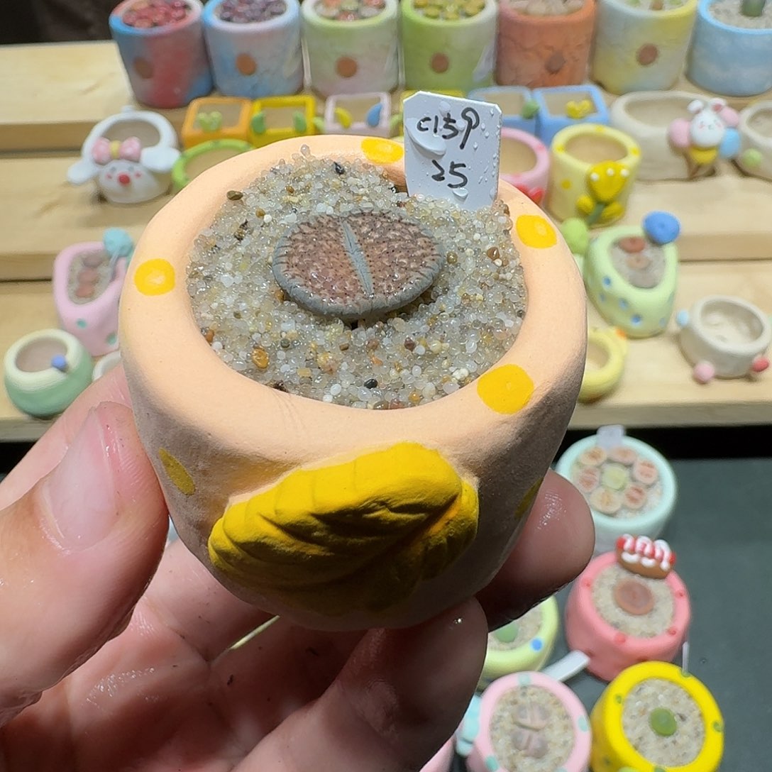 红陶蘑菇369血点