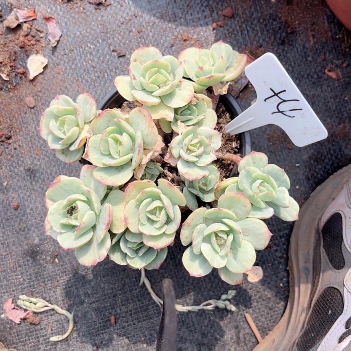 多肉植物9.9包邮