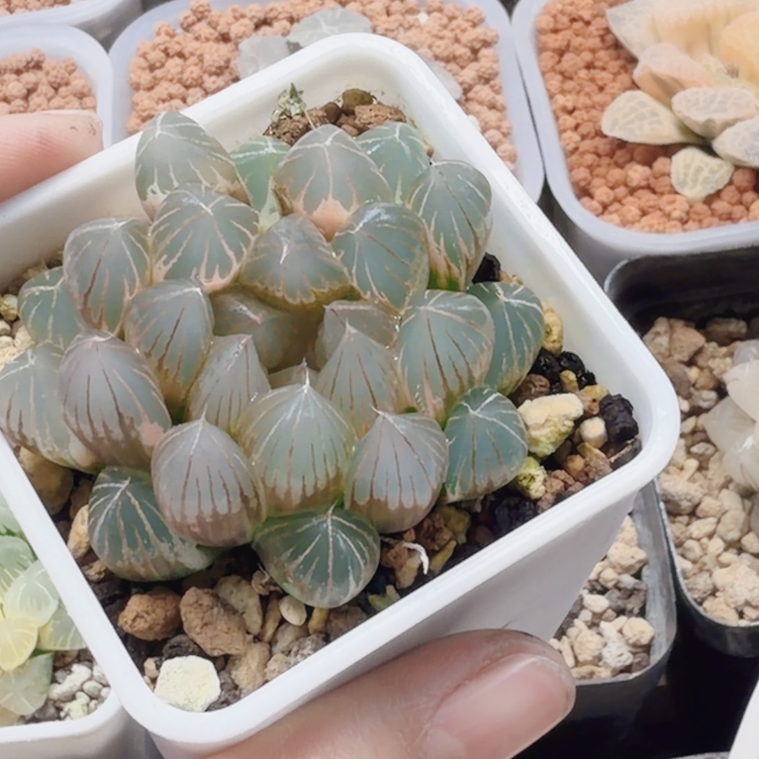 十二卷太叶霓虹灯糊班