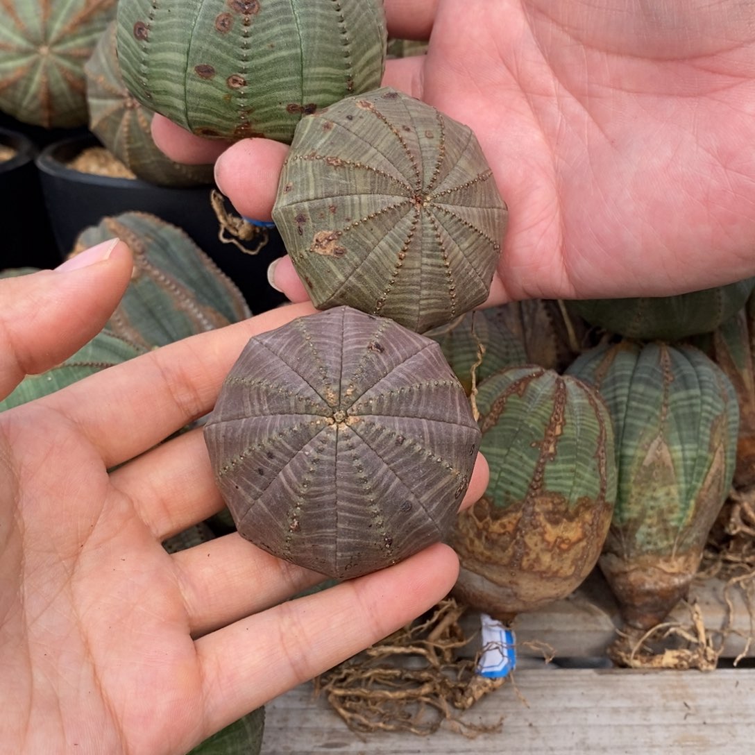 欧系实生布纹球一物一拍