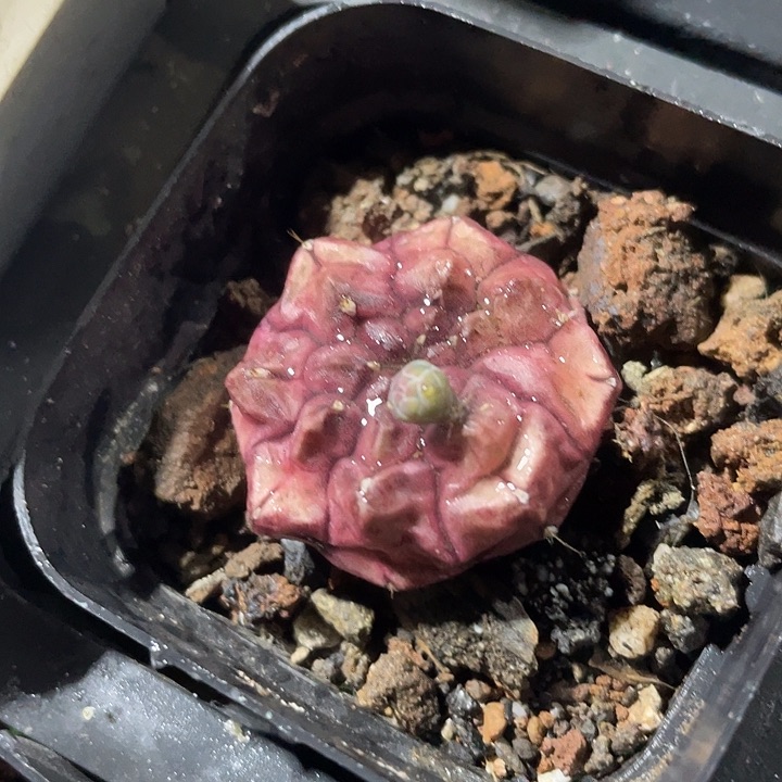 单头梦想一颗包邮