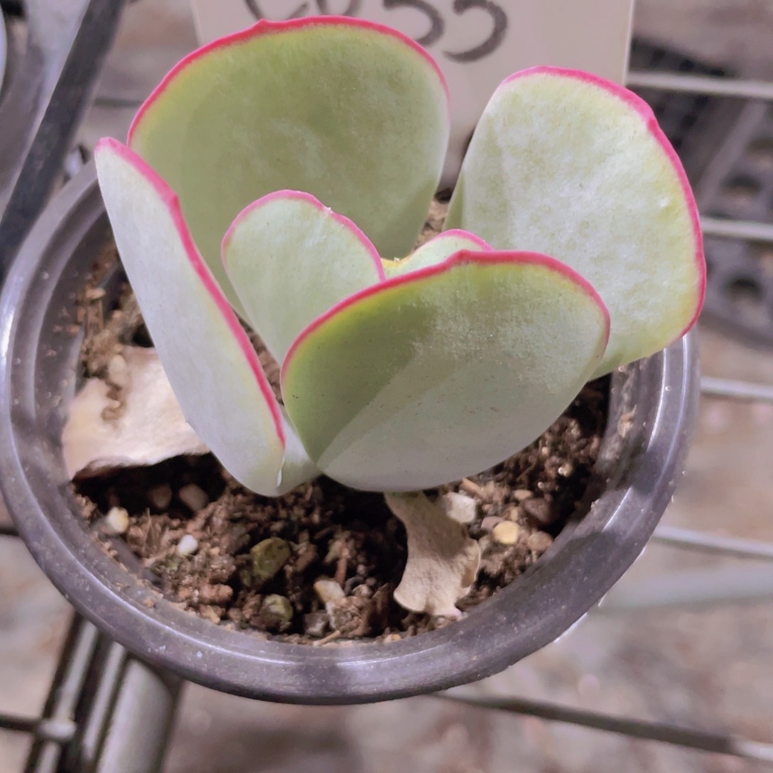 处理款白眉e055一物一拍