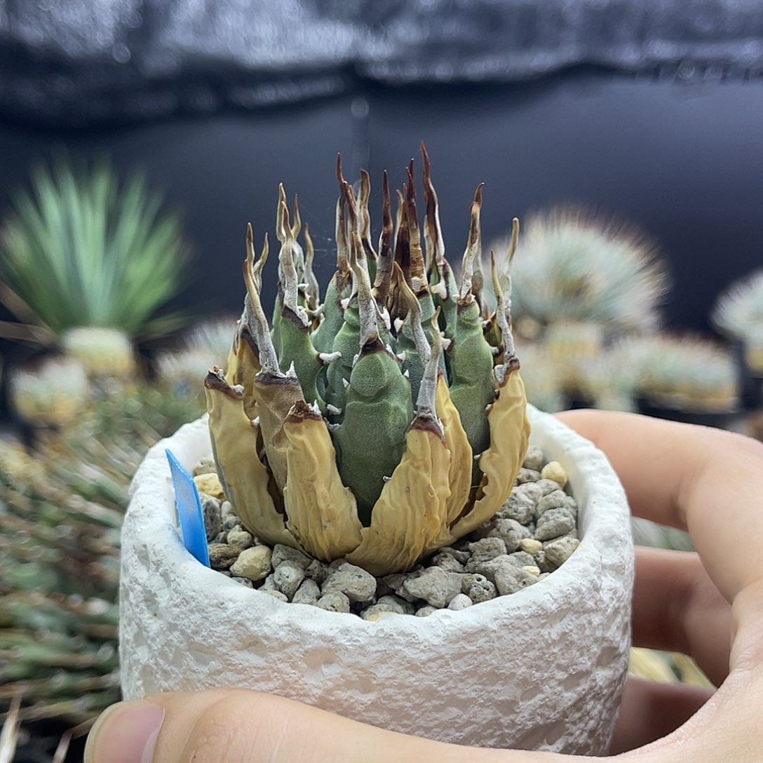 冰***荷1111111111111111