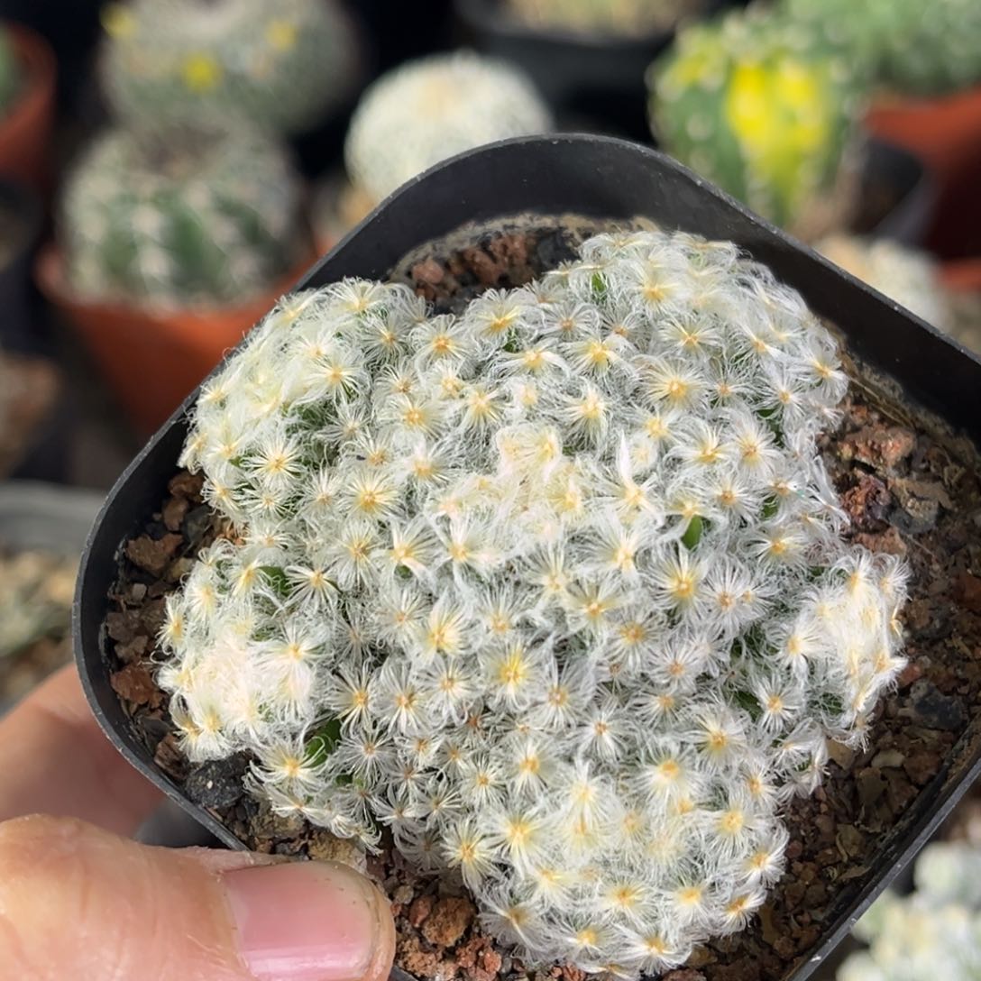 仙人球一物一拍自根6