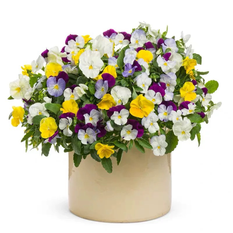 角堇三色堇耐寒易养花卉适合阳台庭院种植