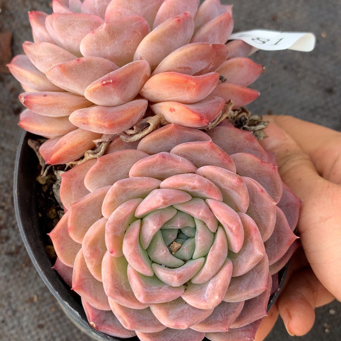 781杂交多肉14厘米