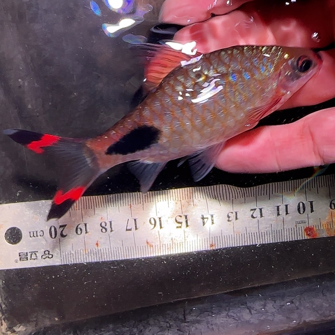 灯科鱼红杂蓝66666