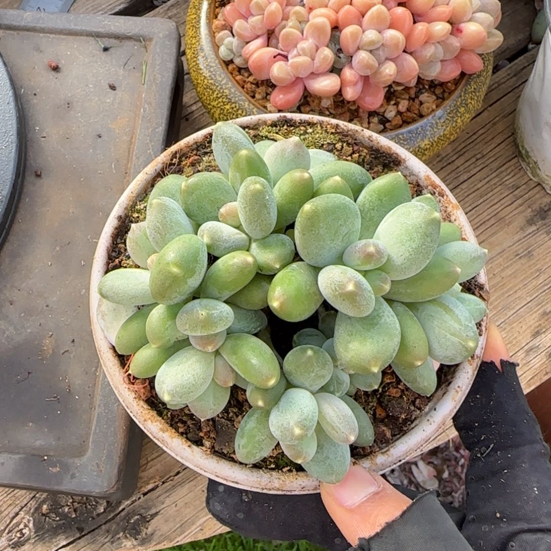米***哥多肉植物多肉植物