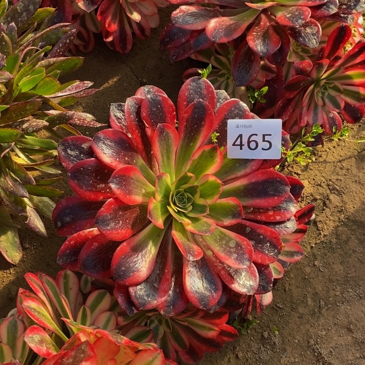 465蛇毒手捧新桩东