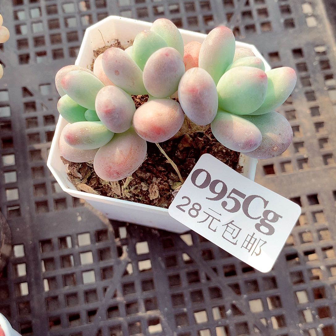 5厘米盆精控多肉095
