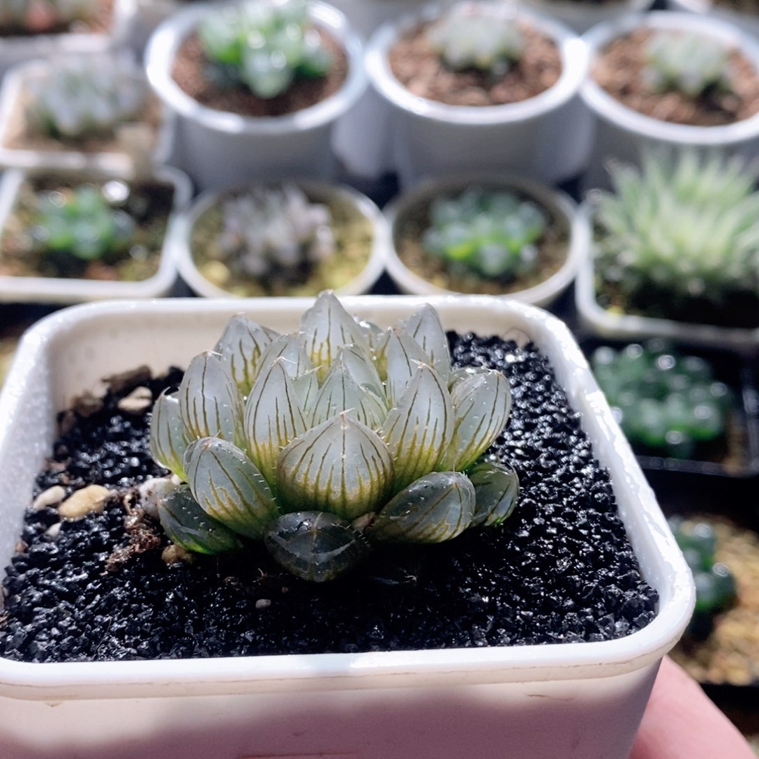 实生针管玉露多肉植物