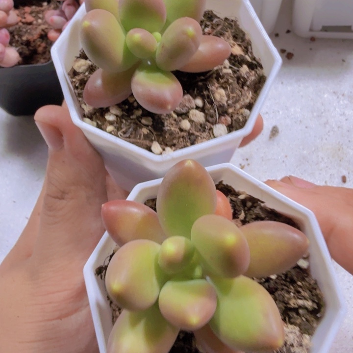 芒果奶酪单头八角盆