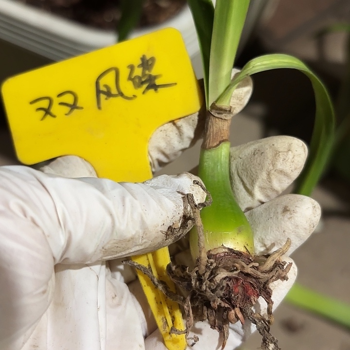 无花朵朱顶红双凤蝶1.5厘米