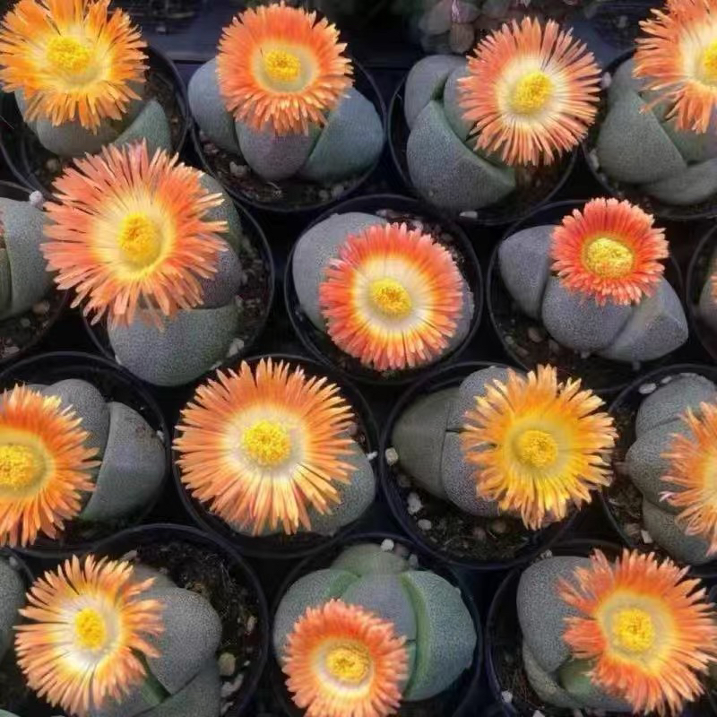 元宝多肉植物绿帝玉紫帝玉趣味组合室内桌面盆栽