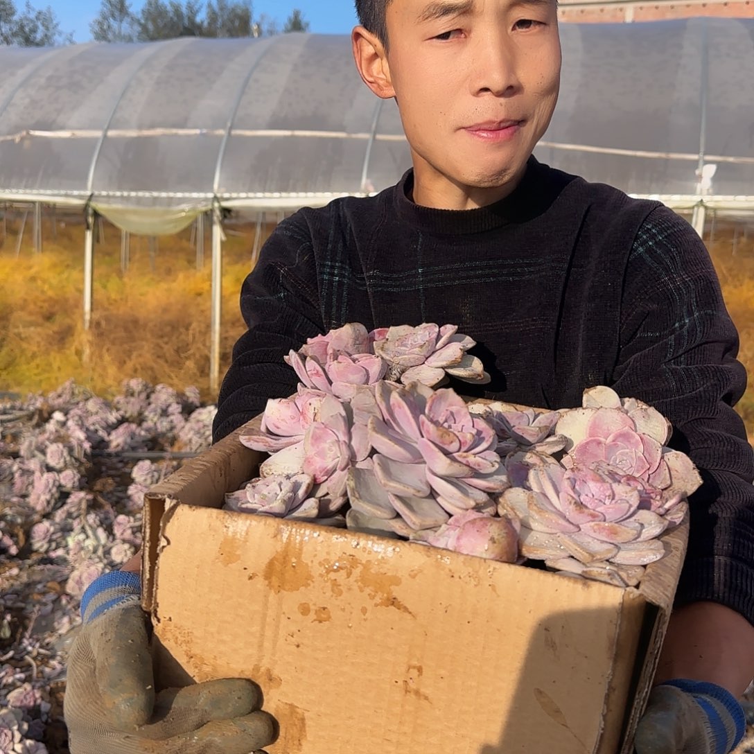 中号箱拍紫乐多肉轻微断肢不售后看好在拍