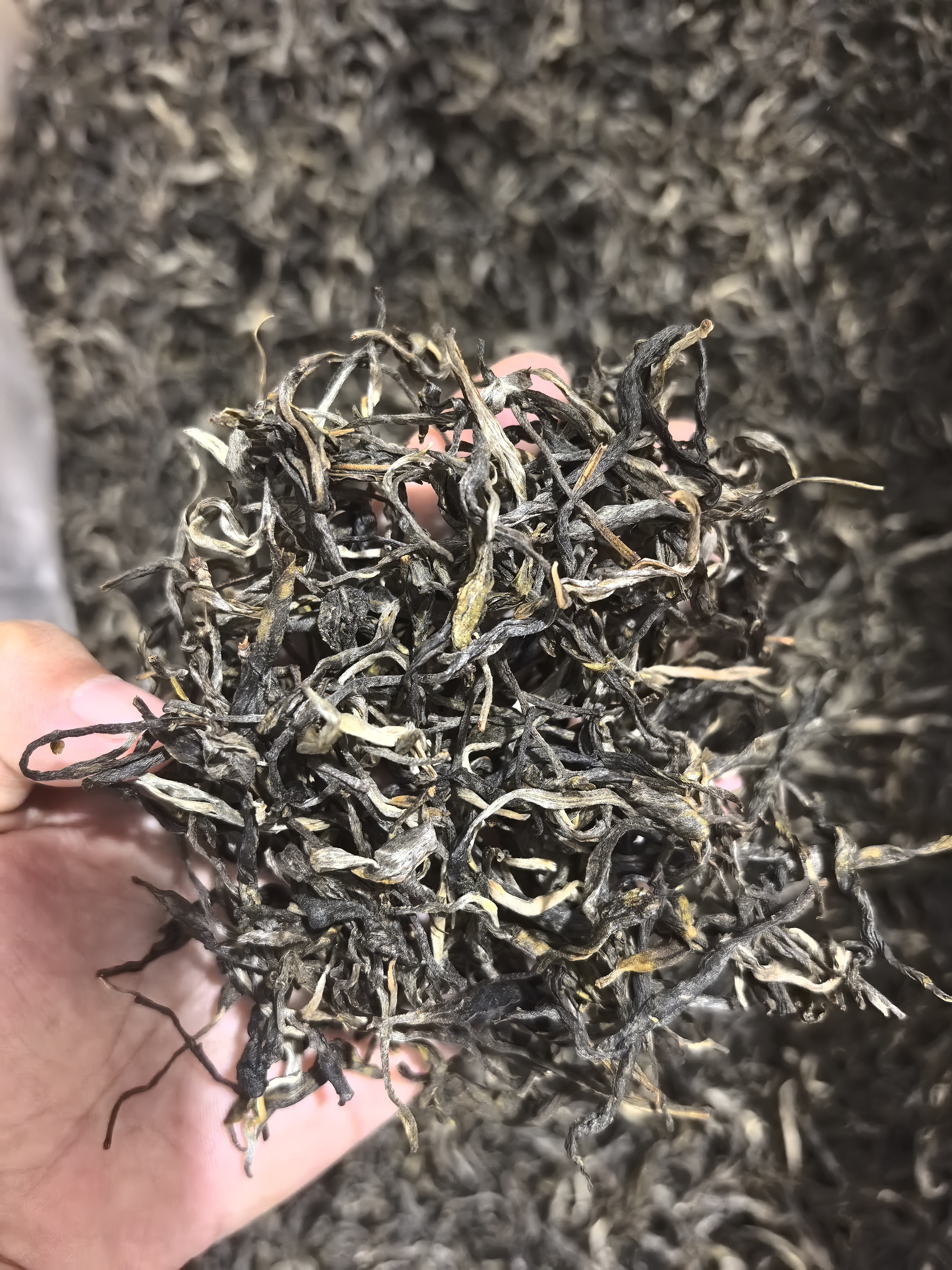 班盆老寨  2025年  头春古树  普洱茶
